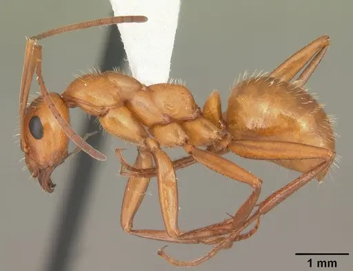 Formica biophilica - CASENT0103945