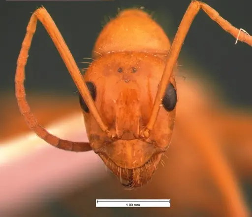 Formica biophilica - CASENT0105556