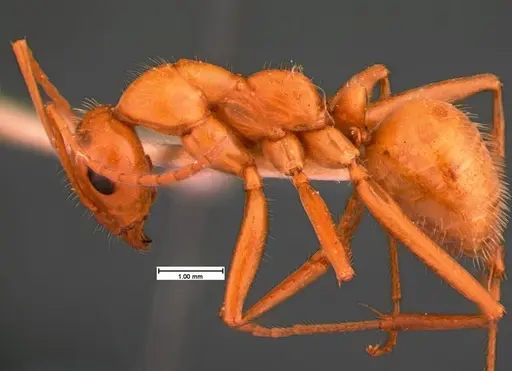 Formica biophilica - CASENT0105556