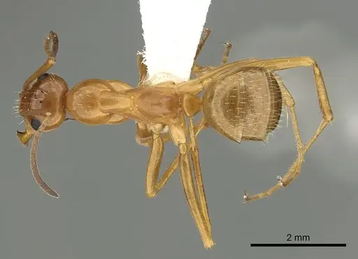 Formica biophilica - CASENT0280343