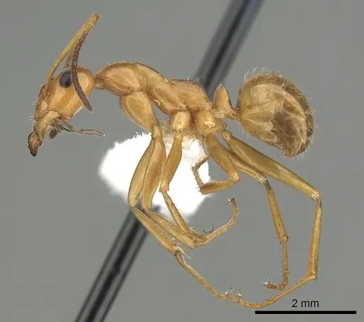 Formica biophilica - CASENT0280343