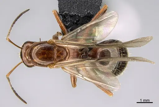 Formica biophilica - CASENT0923617