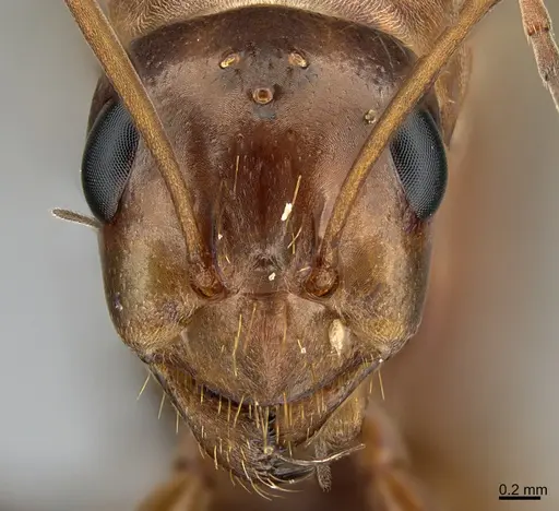 Formica biophilica - CASENT0923617