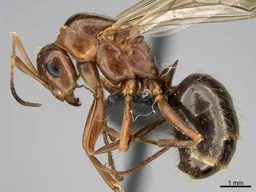 Formica biophilica - CASENT0923617