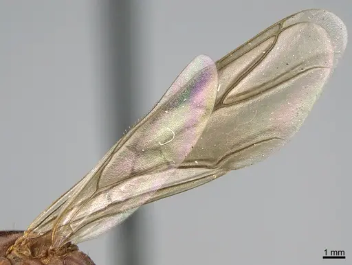 Formica biophilica - CASENT0923617