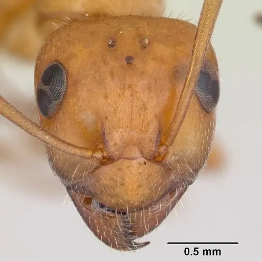 Formica bradleyi specimen