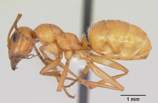 Formica bradleyi specimen