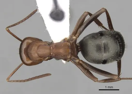 Formica browni specimen