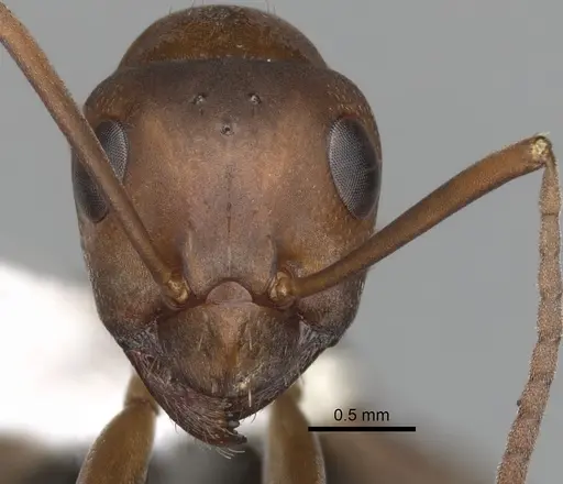 Formica browni specimen