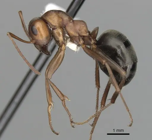 Formica browni specimen