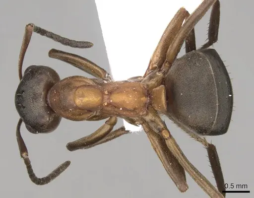 Formica bruni specimen