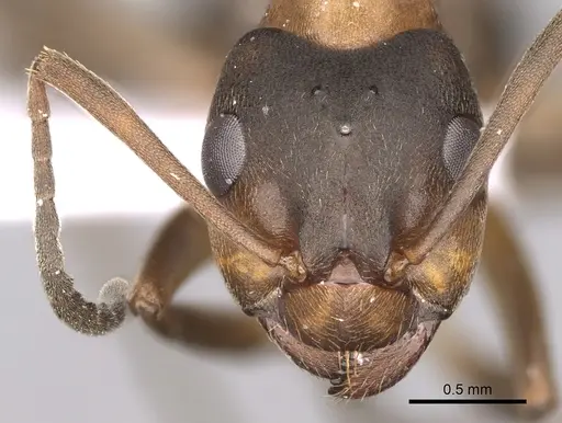 Formica bruni specimen