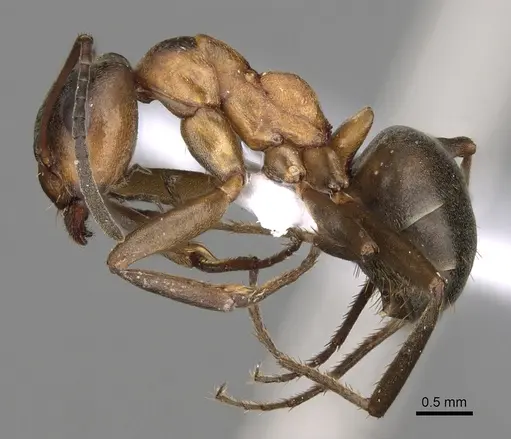 Formica bruni specimen