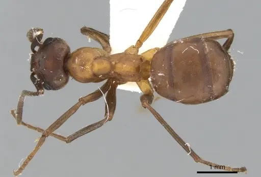 Formica bruni - CASENT0906305