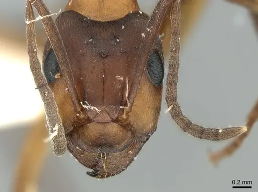 Formica bruni - CASENT0906305