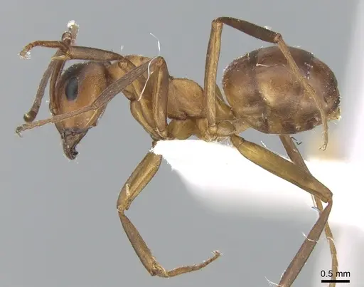 Formica bruni - CASENT0906305