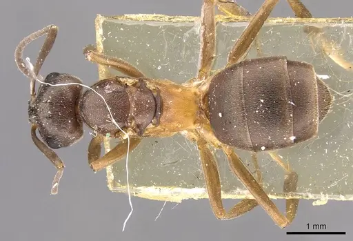 Formica bruni - CASENT0907579