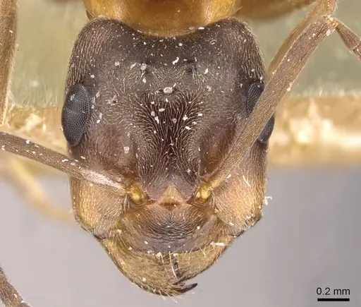 Formica bruni - CASENT0907579