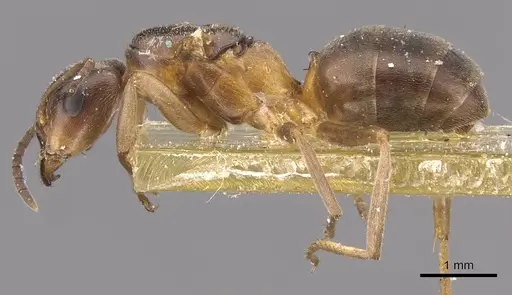 Formica bruni - CASENT0907579