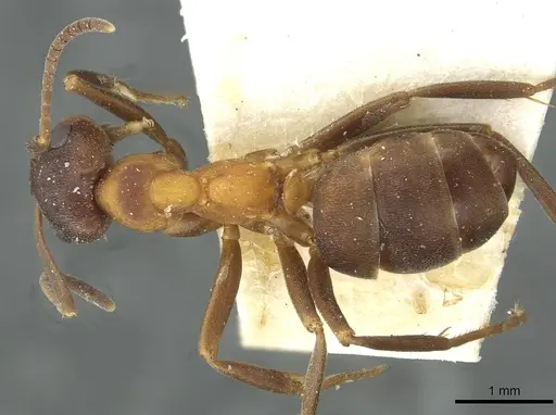 Formica bruni - CASENT0912242