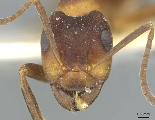 Formica bruni - CASENT0912242