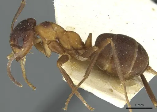 Formica bruni - CASENT0912242