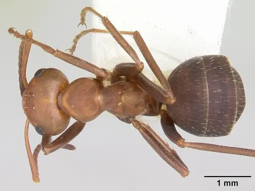 Formica calviceps specimen