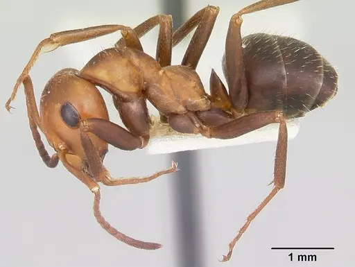 Formica calviceps specimen
