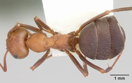 Formica calviceps - CASENT0103369