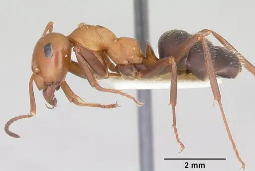 Formica calviceps - CASENT0103369