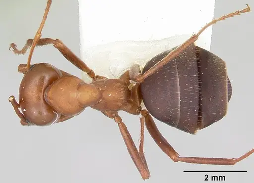 Formica calviceps - CASENT0105747