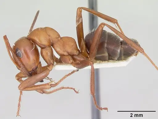 Formica calviceps - CASENT0105747