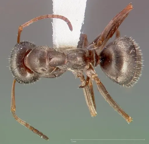 Formica canadensis specimen