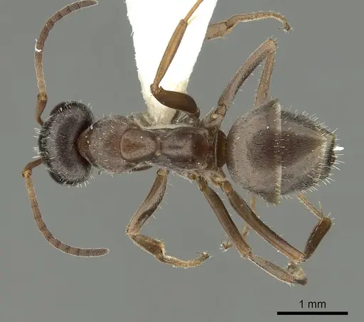 Formica canadensis - CASENT0280348