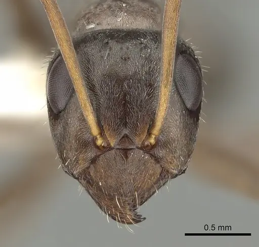 Formica canadensis - CASENT0280348