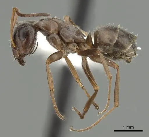 Formica canadensis - CASENT0280348