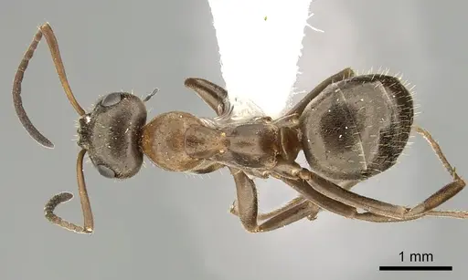 Formica canadensis - CASENT0280349