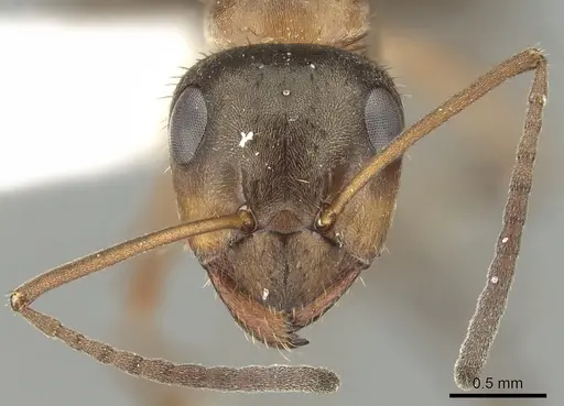 Formica canadensis - CASENT0280349
