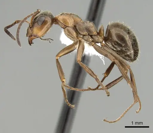 Formica canadensis - CASENT0280349