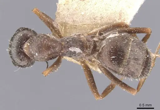 Formica canadensis - CASENT0912256