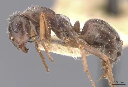 Formica canadensis - CASENT0912256