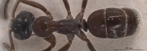 Formica candida specimen