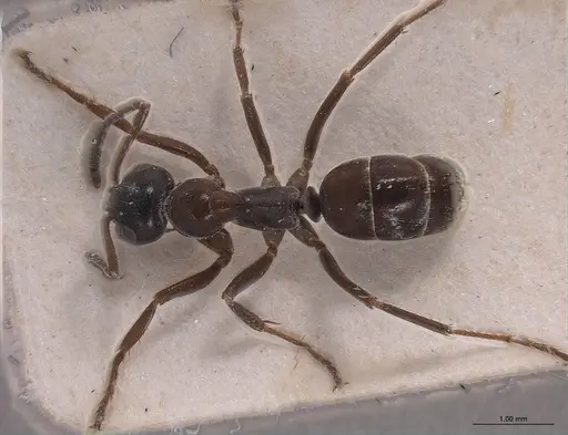 Formica candida specimen