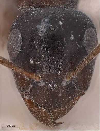 Formica candida specimen