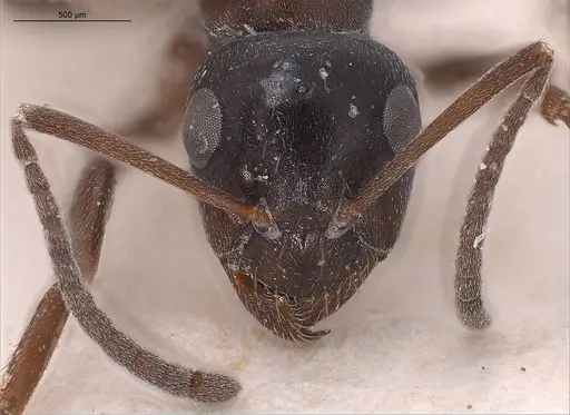 Formica candida - ANTWEB1008387