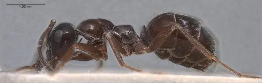 Formica candida - ANTWEB1008387