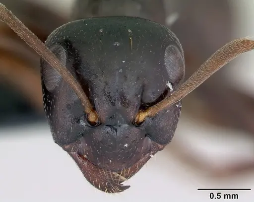 Formica candida - CASENT0173328