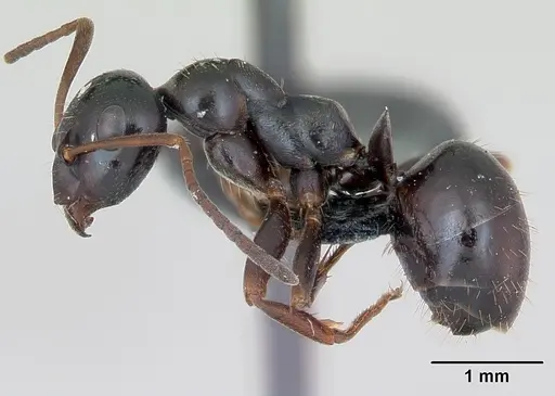 Formica candida - CASENT0173328