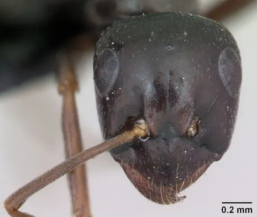 Formica candida - CASENT0173330