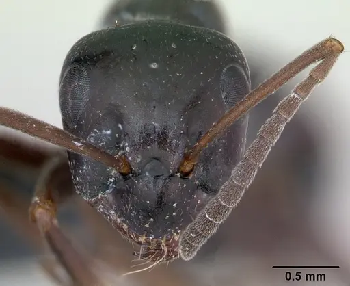 Formica candida - CASENT0173332